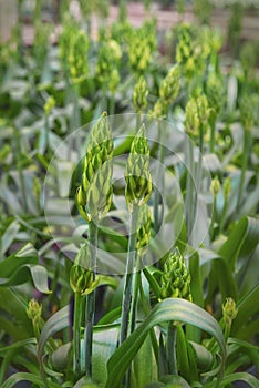 Ornithogalum thyrsoides, chinkerinchee or chincherinchee, star-of-Bethlehem or wonder-flower