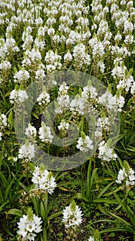 Ornithogalum thyrsoides known as chirstmas lily, Chinkerinchee, Rock lily, Wonder flower