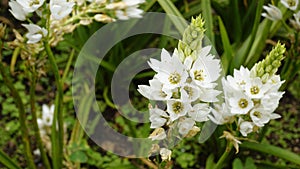 Ornithogalum thyrsoides known as chirstmas lily, Chinkerinchee, Rock lily, Wonder flower