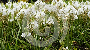 Ornithogalum thyrsoides known as chirstmas lily, Chinkerinchee, Rock lily, Wonder flower