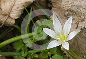 Ornithogalum umbellatum