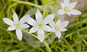 Ornithogalum umbellatum