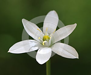 Ornithogalum umbellatum