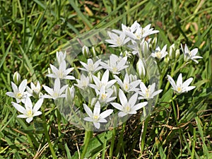 Ornithogalum umbellatum also known as the garden star-of-Bethlehem, grass lily, nap-at-noon, or eleven-o`clock lady