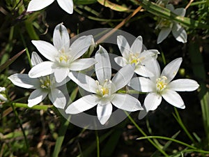 Ornithogalum umbellatum also known as the garden star-of-Bethlehem, grass lily, nap-at-noon, or eleven-o`clock lady