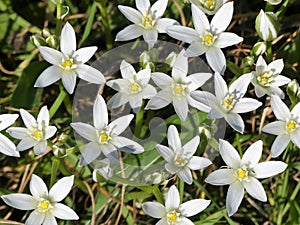 Ornithogalum umbellatum also known as the garden star-of-Bethlehem, grass lily, nap-at-noon, or eleven-o`clock lady