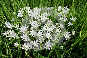 Ornithogalum umbellatum also known as the garden star-of-Bethlehem, grass lily, nap-at-noon, or eleven-o`clock lady a perennial bu