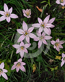 Ornithogalum umbellatum, beautiful flower, beautiful plant, spring flowers