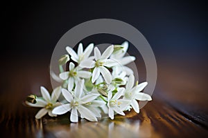 Ornithogalum umbellatum .Beautiful white flowers.