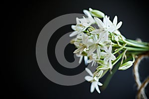 Ornithogalum umbellatum .Beautiful white flowers.