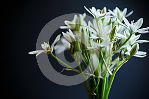 Ornithogalum umbellatum .Beautiful white flowers.
