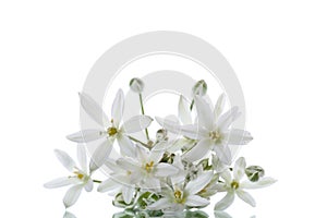 Ornithogalum umbellatum .Beautiful white flowers.