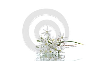 Ornithogalum umbellatum .Beautiful white flowers.