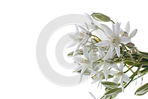 Ornithogalum umbellatum .Beautiful white flowers.