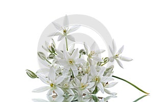 Ornithogalum umbellatum .Beautiful white flowers.