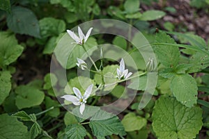 Ornithogalum umbellatum blooms in the forest in May. Berlin, Germany