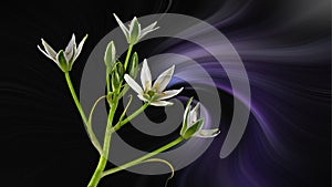 Ornithogalum umbellatum - called Star of Bethlehem