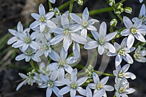 Ornithogalum umbellatum garden star-of-Bethlehem flowers in bloom, grass lily white flowering bulbous plants