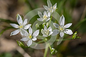 Ornithogalum umbellatum garden star-of-Bethlehem flowers in bloom, grass lily white flowering bulbous plants