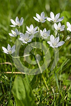 Ornithogalum umbellatum garden star-of-Bethlehem flowers in bloom, grass lily white flowering bulbous plants