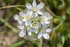 Ornithogalum umbellatum garden star-of-Bethlehem flowers in bloom, grass lily white flowering bulbous plants