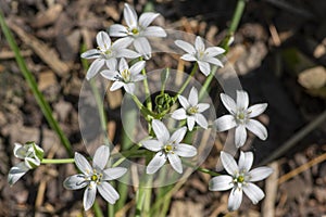Ornithogalum umbellatum garden star-of-Bethlehem flowers in bloom, grass lily white flowering bulbous plants