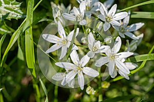 Ornithogalum umbellatum, the garden star-of-Bethlehem, grass lily, nap-at-noon