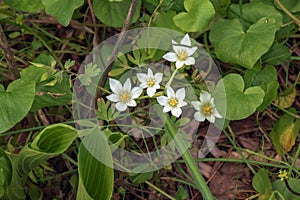 Ornithogalum umbellatum, the garden star-of-Bethlehem, grass lily, nap-at-noon