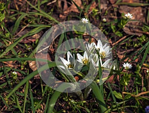 Ornithogalum umbellatum, the garden star-of-Bethlehem, grass lily, nap-at-noon