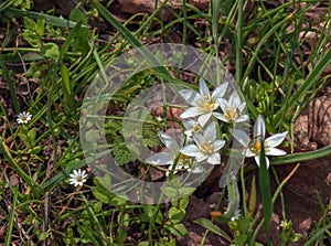 Ornithogalum umbellatum, the garden star-of-Bethlehem, grass lily, nap-at-noon