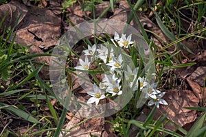 Ornithogalum umbellatum, the garden star-of-Bethlehem, grass lily, nap-at-noon