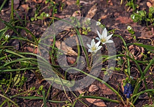 Ornithogalum umbellatum, the garden star-of-Bethlehem, grass lily, nap-at-noon