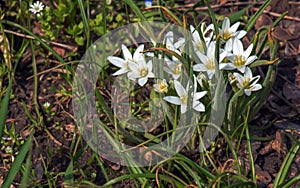 Ornithogalum umbellatum, the garden star-of-Bethlehem, grass lily, nap-at-noon,