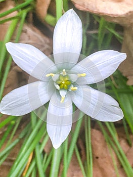 Ornithogalum umbellatum, the garden star-of-Bethlehem, grass lily, nap-at-noon, or eleven-o`clock lady