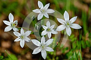 Ornithogalum umbellatum, the garden star-of-Bethlehem, grass lily, nap-at-noon, or eleven-o`clock lady,