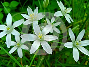 Ornithogalum umbellatum, the garden star-of-Bethlehem, grass lily, nap-at-noon, or eleven-o`clock lady