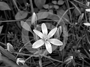 Ornithogalum umbellatum, the garden star-of-Bethlehem, grass lily, nap-at-noon, or eleven-o`clock lady