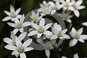 Ornithogalum umbellatum, the garden star-of-Bethlehem, grass lily, nap-at-noon, or eleven-o\'clock lady