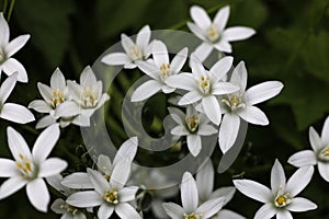 Ornithogalum umbellatum, the garden star-of-Bethlehem, grass lily, nap-at-noon, or eleven-o\'clock lady