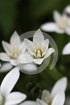 Ornithogalum umbellatum, the garden star-of-Bethlehem, grass lily, nap-at-noon, or eleven-o\'clock lady