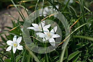 Ornithogalum umbellatum, garden star-of-Bethlehem, grass lily, nap-at-noon or eleven-o`clock lady flowers