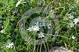 Ornithogalum umbellatum, garden star-of-Bethlehem, grass lily, nap-at-noon or eleven-o`clock lady flowers