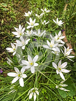 Ornithogalum umbellatum, the garden star-of-Bethlehem, grass lily, nap-at-noon, or eleven-o`clock lady