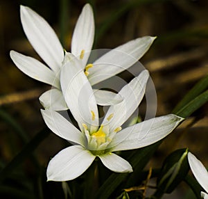 Wild white flower, the garden star of Betlehem photo