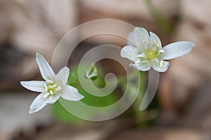 Ornithogalum umbellatum grass lily in bloom, small ornamental and flowering springtime plant.