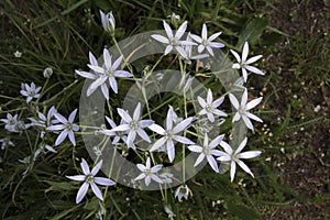 Ornithogalum umbellatum grass lily in bloom, small ornamental and wild plant