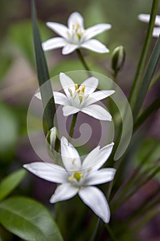 Ornithogalum umbellatum grass lily in bloom, small ornamental and wild plant