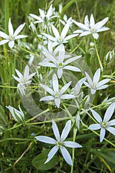 Ornithogalum umbellatum grass lily in bloom, small ornamental and wild plant