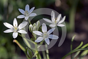 Ornithogalum umbellatum grass lily in bloom, small ornamental and wild white flowering springtime plant