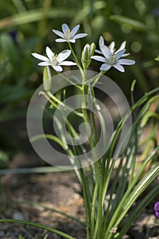 Ornithogalum umbellatum grass lily in bloom, small ornamental and wild white flowering springtime plant